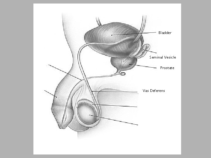 Bladder Seminal Vesicle Prostate Vas Deferens 