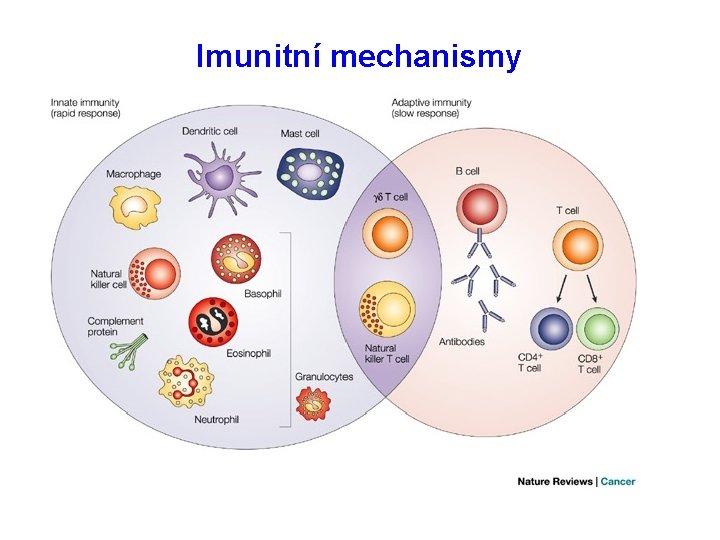 Imunitní mechanismy 