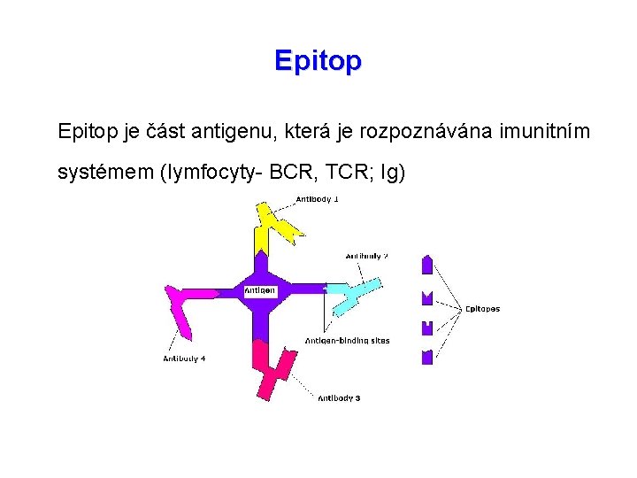 Epitop je část antigenu, která je rozpoznávána imunitním systémem (lymfocyty- BCR, TCR; Ig) 