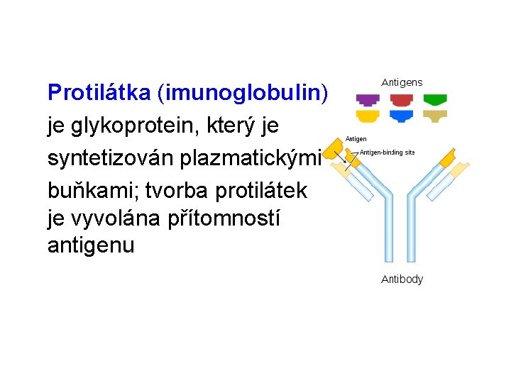 Protilátka (imunoglobulin) je glykoprotein, který je syntetizován plazmatickými buňkami; tvorba protilátek je vyvolána přítomností
