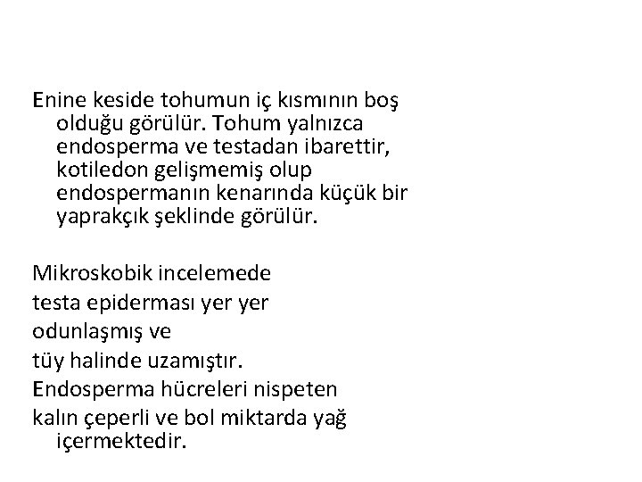 Enine keside tohumun iç kısmının boş olduğu görülür. Tohum yalnızca endosperma ve testadan ibarettir,