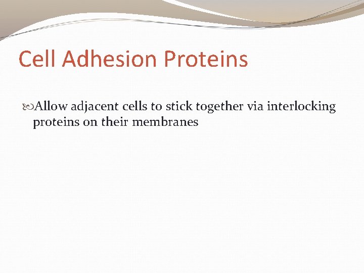 Cell Adhesion Proteins Allow adjacent cells to stick together via interlocking proteins on their