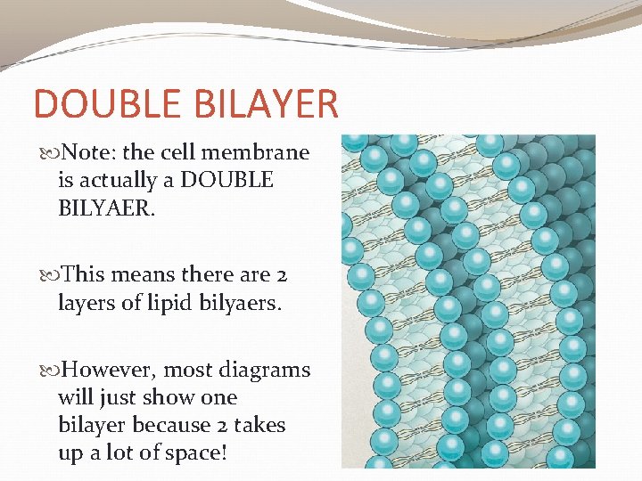 DOUBLE BILAYER Note: the cell membrane is actually a DOUBLE BILYAER. This means there