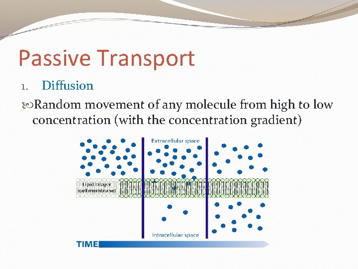 Passive Transport 1. Diffusion Random movement of any molecule from high to low concentration