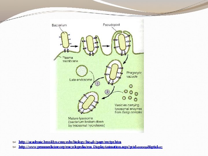  http: //academic. brooklyn. cuny. edu/biology/bio 4 fv/page/rectpr. htm http: //www. pennmedicine. org/encyclopedia/em_Display. Animation.