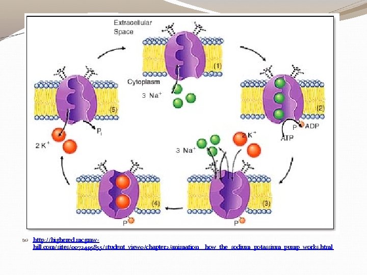  http: //highered. mcgrawhill. com/sites/0072495855/student_view 0/chapter 2/animation__how_the_sodium_potassium_pump_works. html 