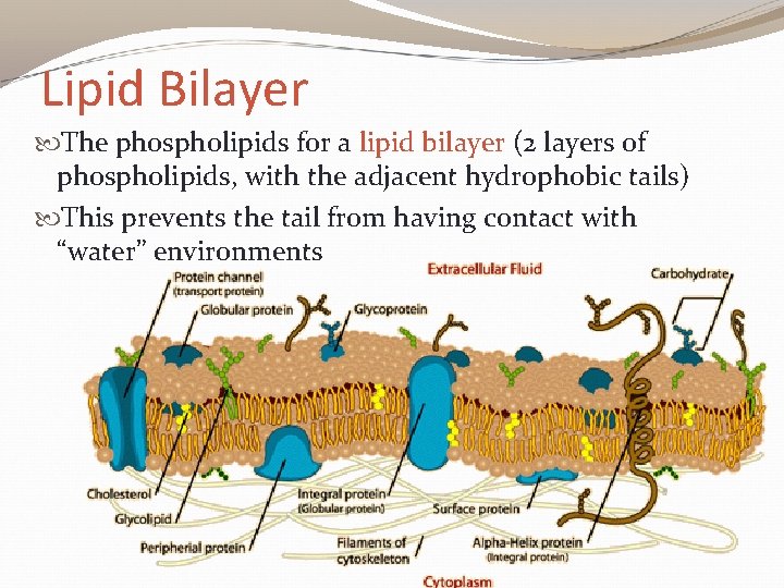 Lipid Bilayer The phospholipids for a lipid bilayer (2 layers of phospholipids, with the
