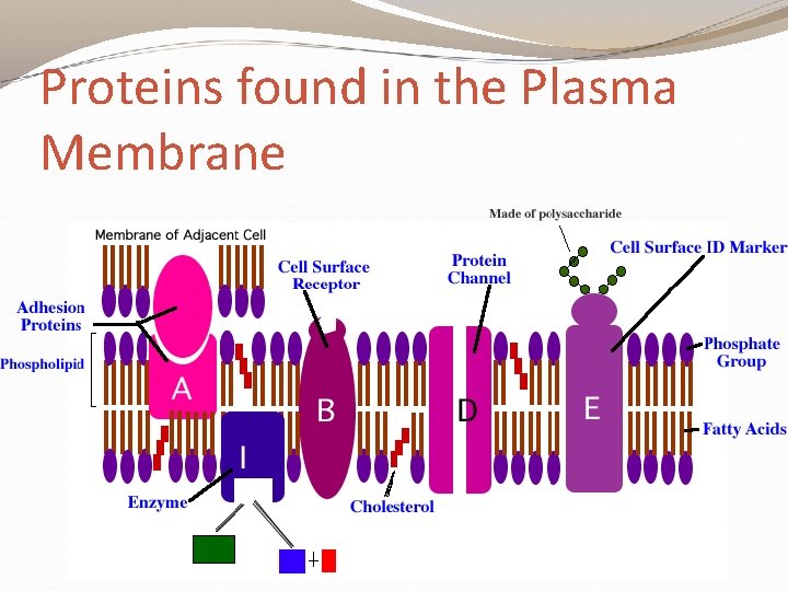 Proteins found in the Plasma Membrane 