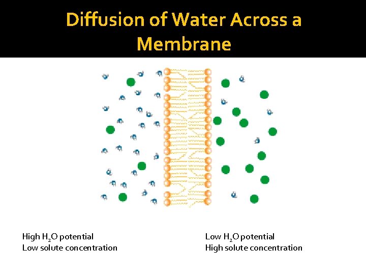Diffusion of Water Across a Membrane High H 2 O potential Low solute concentration