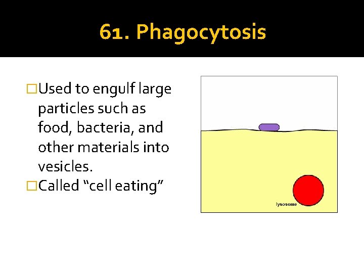 61. Phagocytosis �Used to engulf large particles such as food, bacteria, and other materials