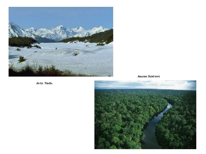 Amazon Rainforest Arctic Tundra Amazon Rainforest Arctic Tundra