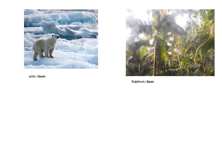 arctic climate Rainforest climate arctic climate Rainforest climate