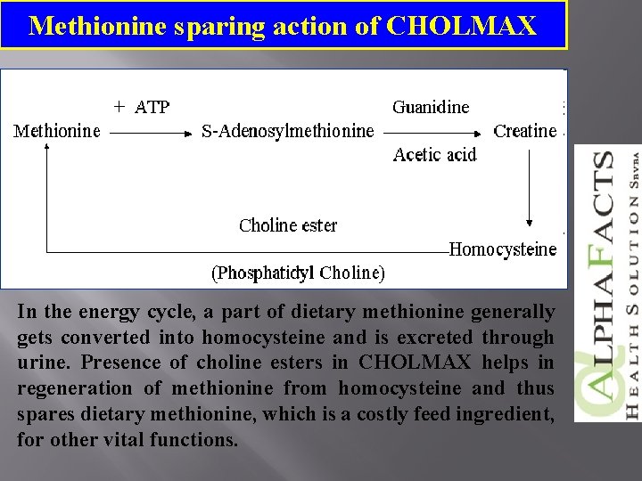 Methionine sparing action of CHOLMAX In the energy cycle, a part of dietary methionine