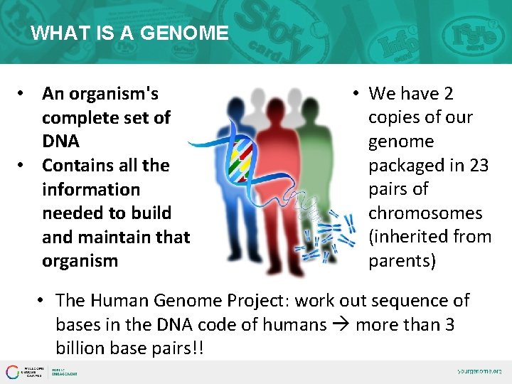 WHAT IS A GENOME • An organism's complete set of DNA • Contains all