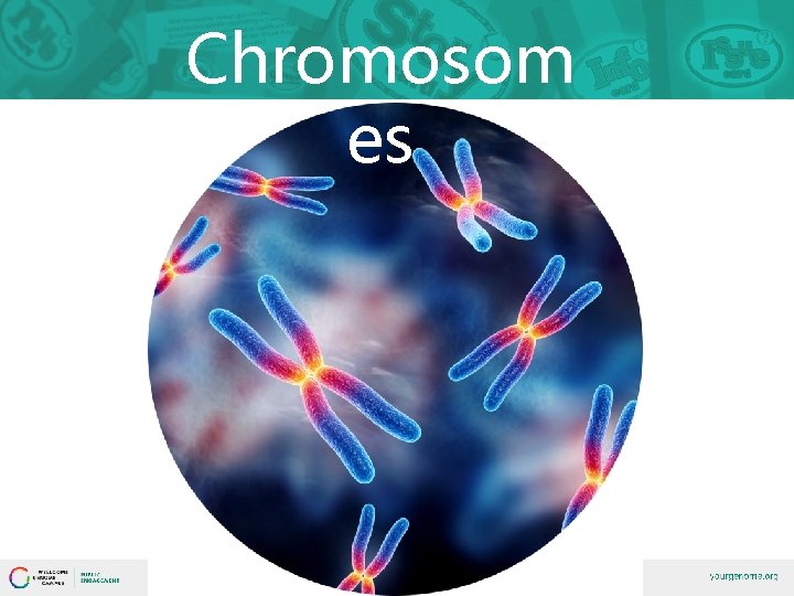 Chromosom es 