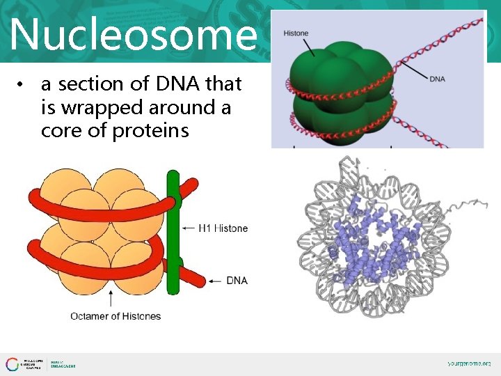 Nucleosome • a section of DNA that is wrapped around a core of proteins