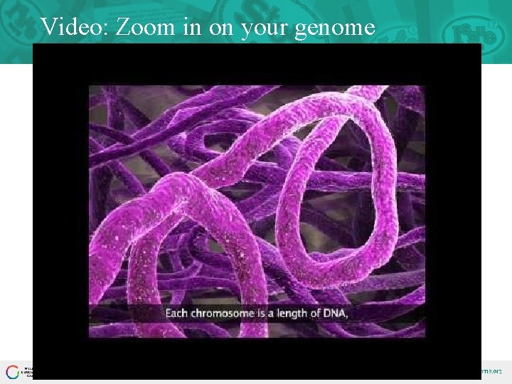 Video: Zoom in on your genome 