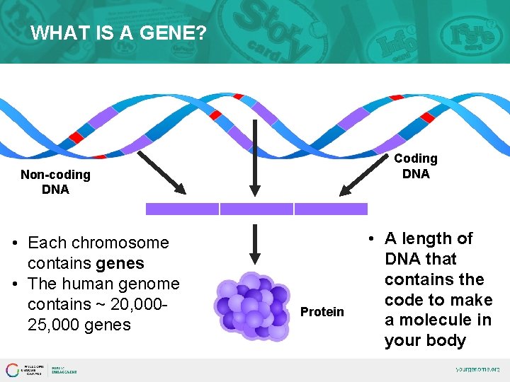 WHAT IS A GENE? Coding DNA Non-coding DNA • Each chromosome contains genes •