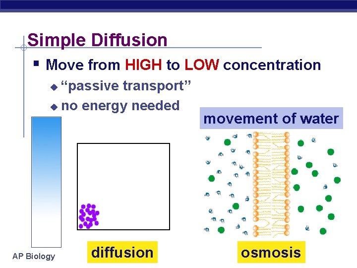 Simple Diffusion § Move from HIGH to LOW concentration “passive transport” u no energy