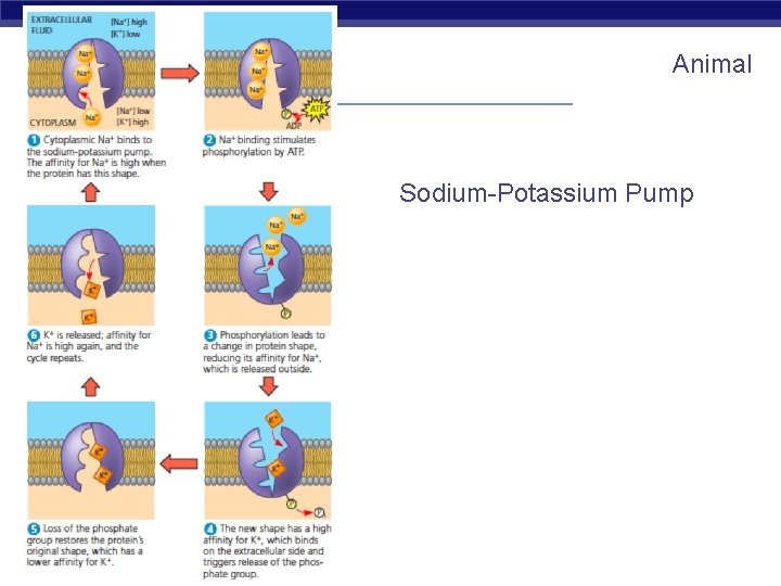 Animal Sodium-Potassium Pump AP Biology 