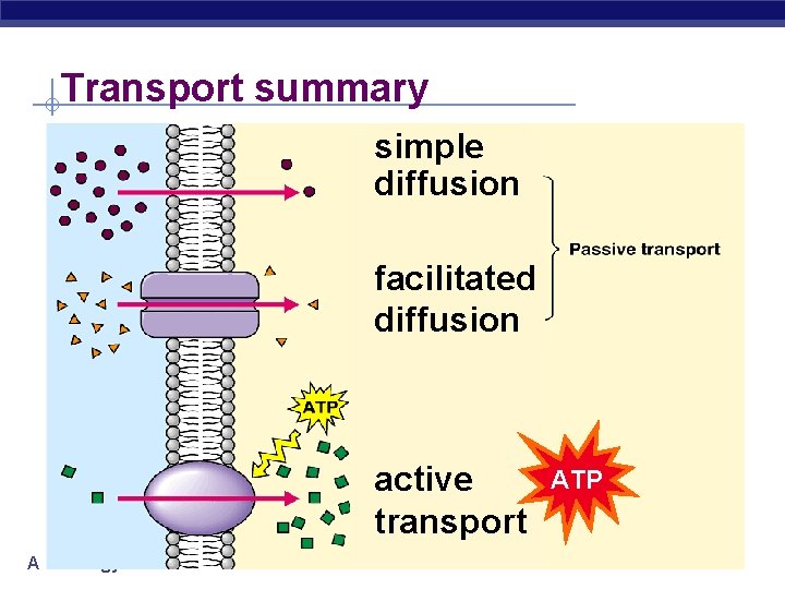 Transport summary simple diffusion facilitated diffusion active transport AP Biology ATP 