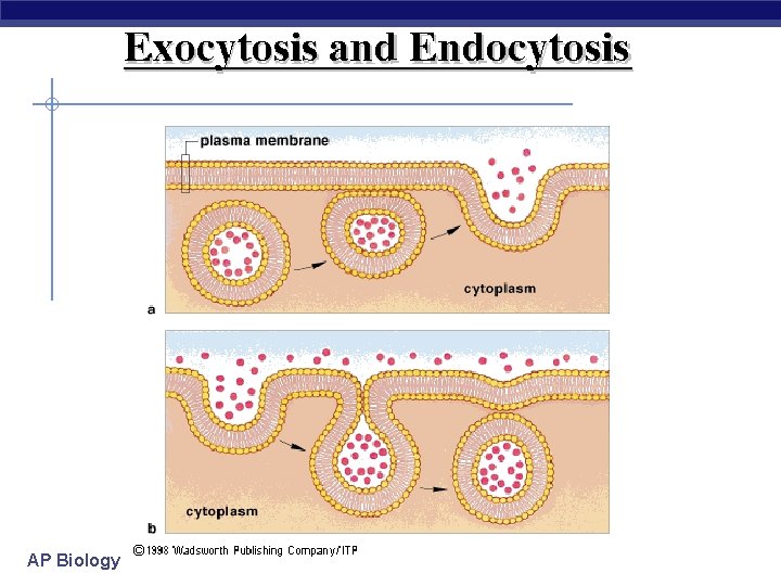 AP Biology 