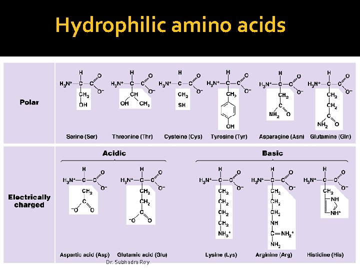 Hydrophilic amino acids Dr. Subhadra Roy 