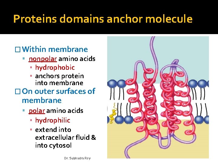 Proteins domains anchor molecule � Within membrane nonpolar amino acids ▪ hydrophobic ▪ anchors