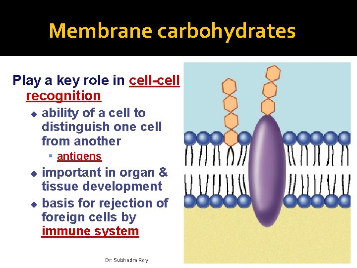 Membrane carbohydrates Play a key role in cell-cell recognition u ability of a cell