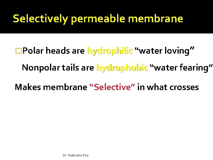 Selectively permeable membrane �Polar heads are hydrophilic “water loving” Nonpolar tails are hydrophobic “water
