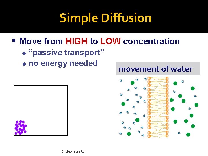 Simple Diffusion Move from HIGH to LOW concentration “passive transport” u no energy needed