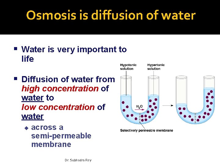 Osmosis is diffusion of water Water is very important to life Diffusion of water