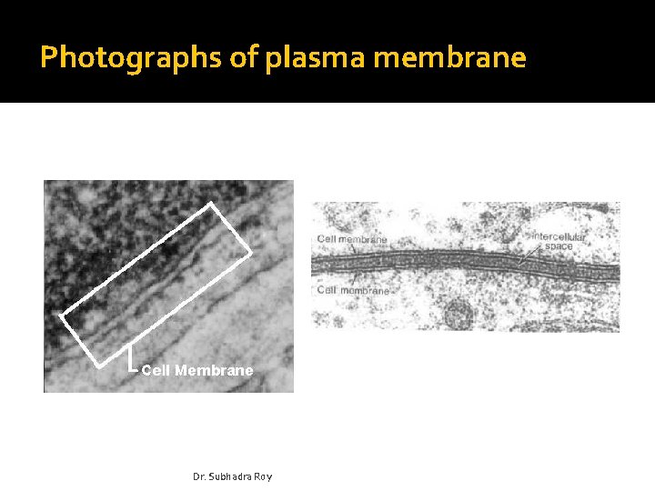 Photographs of plasma membrane Dr. Subhadra Roy 