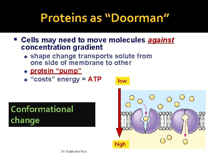 Proteins as “Doorman” Cells may need to move molecules against concentration gradient u u