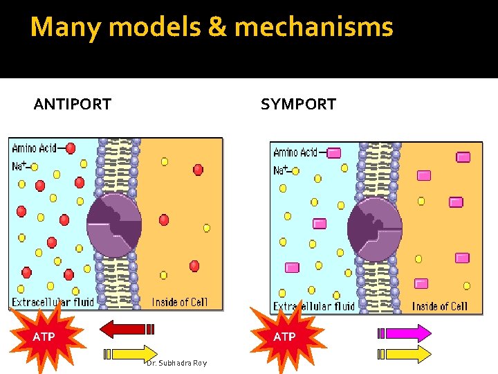 Many models & mechanisms ANTIPORT SYMPORT ATP Dr. Subhadra Roy 