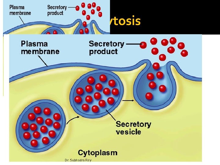 Exocytosis Dr. Subhadra Roy 
