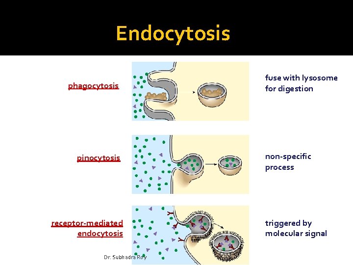 Endocytosis phagocytosis pinocytosis receptor-mediated endocytosis Dr. Subhadra Roy fuse with lysosome for digestion non-specific