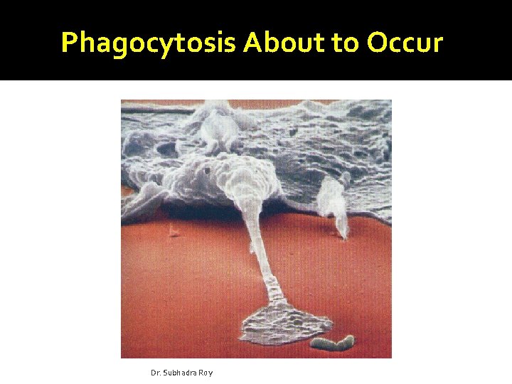 Phagocytosis About to Occur Dr. Subhadra Roy 