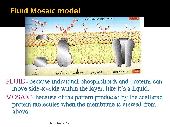 Fluid Mosaic model FLUID- because individual phospholipids and proteins can move side-to-side within the