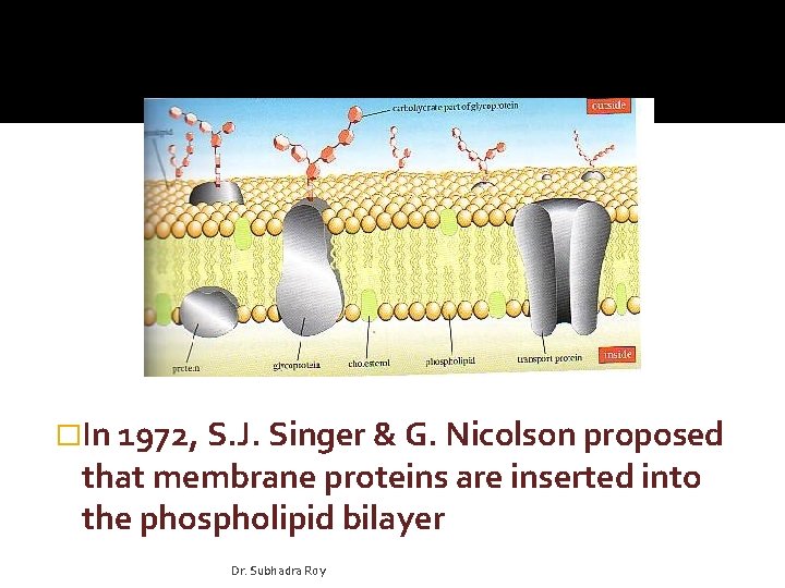 �In 1972, S. J. Singer & G. Nicolson proposed that membrane proteins are inserted