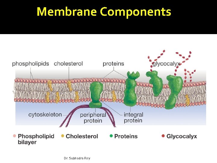 Membrane Components Dr. Subhadra Roy 