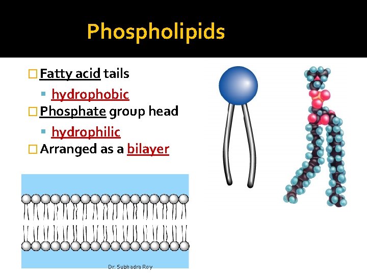 Phospholipids � Fatty acid tails hydrophobic � Phosphate group head hydrophilic � Arranged as