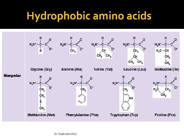 Hydrophobic amino acids Dr. Subhadra Roy 