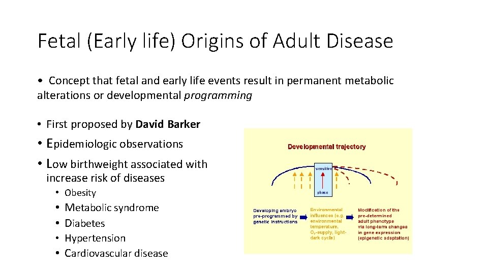 Fetal (Early life) Origins of Adult Disease • Concept that fetal and early life