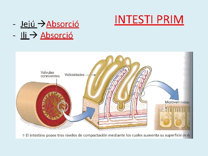 - Jejú Absorció - Ili Absorció INTESTI PRIM 