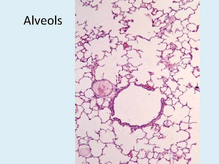 Alveols 