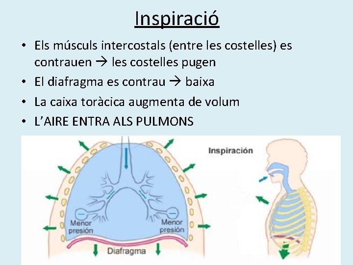 Inspiració • Els músculs intercostals (entre les costelles) es contrauen les costelles pugen •
