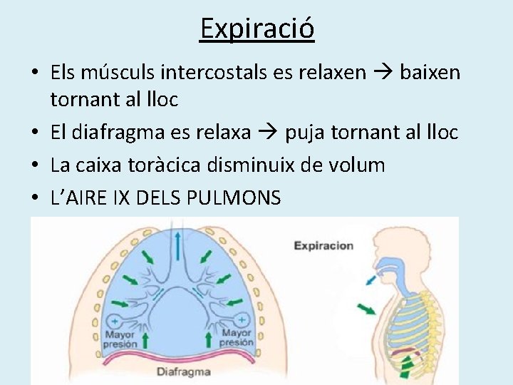 Expiració • Els músculs intercostals es relaxen baixen tornant al lloc • El diafragma