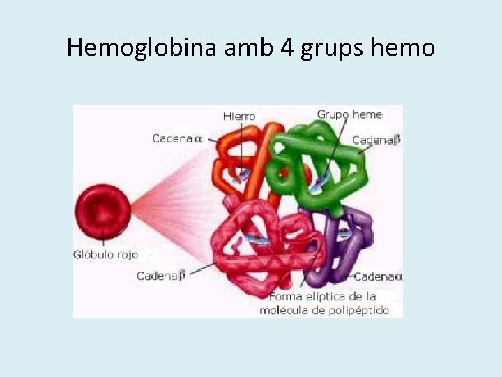 Hemoglobina amb 4 grups hemo 