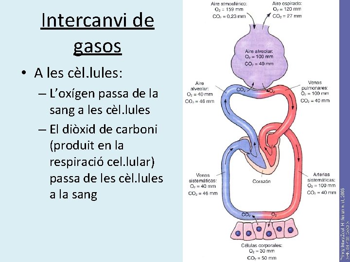 Intercanvi de gasos • A les cèl. lules: – L’oxígen passa de la sang